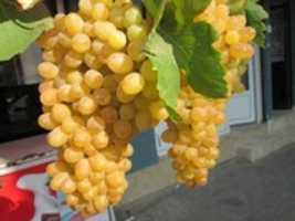 Free download Yellow grapes, green leaves - photo free photo or picture to be edited with GIMP online image editor