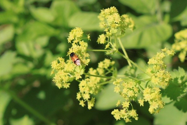 Free download yellow green nature flowers garden free picture to be edited with GIMP free online image editor