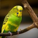 Yellow headed parrot  screen for extension Chrome web store in OffiDocs Chromium