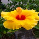 Yellow Hibiscus Wallpaper  screen for extension Chrome web store in OffiDocs Chromium