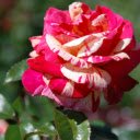 Yellowish Red Rose  screen for extension Chrome web store in OffiDocs Chromium