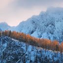 Yellow leaf forest  screen for extension Chrome web store in OffiDocs Chromium