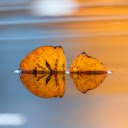 Yellow leaves on the water  screen for extension Chrome web store in OffiDocs Chromium
