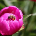Yellow legged bee  screen for extension Chrome web store in OffiDocs Chromium