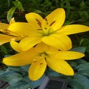 Yellow Lily wallpaper  screen for extension Chrome web store in OffiDocs Chromium