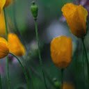 Yellow Meadow  screen for extension Chrome web store in OffiDocs Chromium