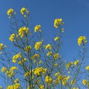 Yellow mustard flower branches  screen for extension Chrome web store in OffiDocs Chromium