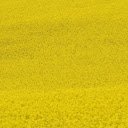 Yellow mustard flower garden  screen for extension Chrome web store in OffiDocs Chromium