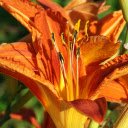 Yellow orange lilies  screen for extension Chrome web store in OffiDocs Chromium
