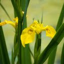 Yellow orchids  screen for extension Chrome web store in OffiDocs Chromium