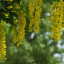 Yellow orchids  screen for extension Chrome web store in OffiDocs Chromium