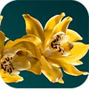 Yellow orchids on a blue background  screen for extension Chrome web store in OffiDocs Chromium