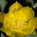 Yellow Petals  screen for extension Chrome web store in OffiDocs Chromium