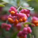 Yellow pink flowers  screen for extension Chrome web store in OffiDocs Chromium