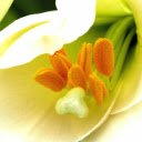 Yellow pollen  screen for extension Chrome web store in OffiDocs Chromium