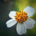 Yellow pollen flower  screen for extension Chrome web store in OffiDocs Chromium