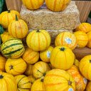 Yellow pumpkin agricultural products  screen for extension Chrome web store in OffiDocs Chromium