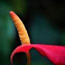 Yellow red flower  screen for extension Chrome web store in OffiDocs Chromium
