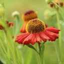 Yellow red flowers  screen for extension Chrome web store in OffiDocs Chromium