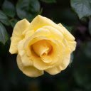 Yellow Rose Branch  screen for extension Chrome web store in OffiDocs Chromium