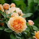 Yellow Rose Bush  screen for extension Chrome web store in OffiDocs Chromium