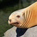 Yellow Sea Lion  screen for extension Chrome web store in OffiDocs Chromium