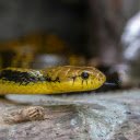 Yellow Snake  screen for extension Chrome web store in OffiDocs Chromium