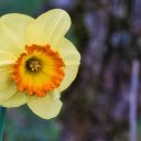 Yellow Speaker shaped Flower  screen for extension Chrome web store in OffiDocs Chromium