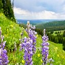 Layar Yellowstone Wildflowers untuk toko web ekstensi Chrome di OffiDocs Chromium