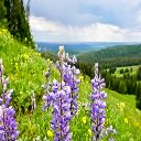 Экран Yellowstone Wildflowers для расширения интернет-магазина Chrome в OffiDocs Chromium