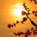 Yellow sun  screen for extension Chrome web store in OffiDocs Chromium