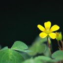 Yellow tamarind flowers  screen for extension Chrome web store in OffiDocs Chromium