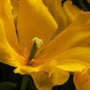 Yellow tulips  screen for extension Chrome web store in OffiDocs Chromium