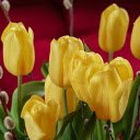 Yellow tulips and rosehips  screen for extension Chrome web store in OffiDocs Chromium