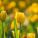 yellow tulips covered in dew  screen for extension Chrome web store in OffiDocs Chromium