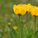 yellow tulips in the sun  screen for extension Chrome web store in OffiDocs Chromium