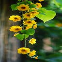 Yellow vines wallpaper  screen for extension Chrome web store in OffiDocs Chromium