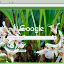 Xylobium  screen for extension Chrome web store in OffiDocs Chromium
