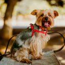 Yorkshire Terrier Sitting on Bench  screen for extension Chrome web store in OffiDocs Chromium