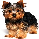 หน้าจอธีม Yorkshire Terrier สำหรับส่วนขยาย Chrome เว็บสโตร์ใน OffiDocs Chromium