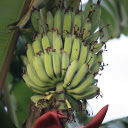 Young bananas  screen for extension Chrome web store in OffiDocs Chromium