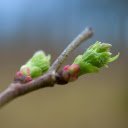 Young buds  screen for extension Chrome web store in OffiDocs Chromium