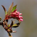 Young buds and flowers  screen for extension Chrome web store in OffiDocs Chromium