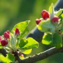 Young buds blooming  screen for extension Chrome web store in OffiDocs Chromium