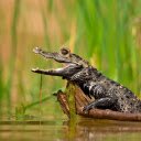 Young Caimans Call  screen for extension Chrome web store in OffiDocs Chromium