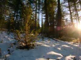 Free download Young cedar celebrates the rare rays of light found within a mature fir grove free photo or picture to be edited with GIMP online image editor