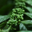 Young coffee branches  screen for extension Chrome web store in OffiDocs Chromium