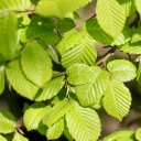 Young glossy leaves  screen for extension Chrome web store in OffiDocs Chromium