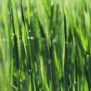 Young Grass  screen for extension Chrome web store in OffiDocs Chromium