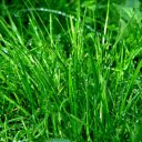 Young grass whispers  screen for extension Chrome web store in OffiDocs Chromium